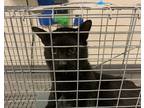 Adopt 55921206 a All Black Domestic Shorthair / Domestic Shorthair / Mixed cat