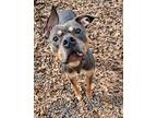 Adopt Bailey a Merle American Pit Bull Terrier / Mixed Breed (Medium) / Mixed