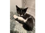 Adopt Edamame a All Black Domestic Shorthair / Domestic Shorthair / Mixed cat in
