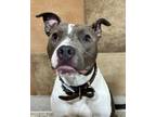 Adopt Tensile a Gray/Blue/Silver/Salt & Pepper American Pit Bull Terrier / Mixed