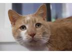 Adopt Muffin a Tan or Fawn Domestic Shorthair / Domestic Shorthair / Mixed cat