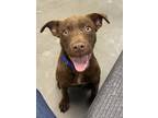 Adopt Chocobo a Brown/Chocolate Mixed Breed (Medium) / Mixed dog in Georgetown