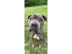 Adopt Skye a Gray/Blue/Silver/Salt & Pepper Mixed Breed (Large) / Mixed dog in