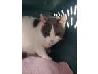 Adopt Jay Jay a White Domestic Shorthair / Domestic Shorthair / Mixed cat in
