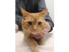 Adopt Rusty Sue a Orange or Red Domestic Shorthair / Domestic Shorthair / Mixed
