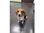 Adopt Lexington (Lexi) a Tan/Yellow/Fawn Beagle / Mixed dog in Springfield