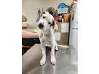 Adopt Todd a White Labrador Retriever / Mixed dog in Springfield, MO (41283630)