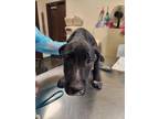 Adopt Titus a Black Labrador Retriever / Mixed dog in Springfield, MO (41283631)
