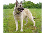 Adopt Commander a Brindle German Shepherd Dog / Mixed (short coat) dog in