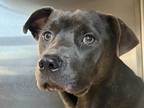 Adopt Bennet a Gray/Blue/Silver/Salt & Pepper Mixed Breed (Large) / Mixed dog in