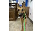 Adopt Lilly a Black German Shepherd Dog / Mixed dog in Millersburg
