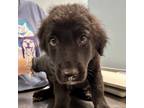 Adopt ORANGE-CREAM a Black Border Collie / Mixed dog in San Antonio