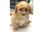 Adopt 161046 a Tan/Yellow/Fawn Poodle (Miniature) / Mixed dog in Bakersfield