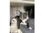 Adopt Andrew a Gray or Blue Domestic Mediumhair / Domestic Shorthair / Mixed cat
