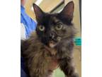 Adopt Maple a All Black Domestic Mediumhair / Domestic Shorthair / Mixed cat in