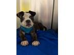 Adopt Batman a Pit Bull Terrier dog in Roanoke, VA (41463693)