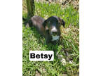 Adopt Betsy a Black Labrador Retriever / Mixed Breed (Medium) / Mixed (short