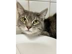 Adopt Ajax a Gray or Blue Domestic Shorthair / Domestic Shorthair / Mixed cat in
