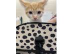 Adopt Tutuola a White Domestic Shorthair / Domestic Shorthair / Mixed cat in