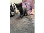 Adopt Stabler a All Black Domestic Shorthair / Domestic Shorthair / Mixed cat in