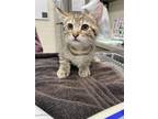 Adopt Carisi a Gray or Blue Domestic Shorthair / Domestic Shorthair / Mixed cat