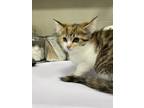 Adopt Benson a Orange or Red Domestic Shorthair / Domestic Shorthair / Mixed cat