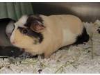 Adopt Oreo a White Guinea Pig / Mixed small animal in Kansas City, MO (41463675)
