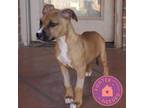 Adopt Oscar C. Puppington a Tan/Yellow/Fawn Mixed Breed (Medium) / Mixed dog in