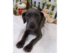 Adopt BLUE a Gray/Blue/Silver/Salt & Pepper Weimaraner / Mixed dog in Arcadia