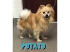 Adopt Potato a Tan/Yellow/Fawn Pomeranian / Mixed Breed (Medium) / Mixed (short