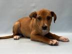 Adopt Socks a Tan/Yellow/Fawn Labrador Retriever / Mixed dog in Golden Valley