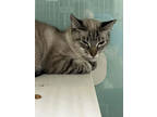 Adopt Stormy a Gray or Blue Siamese / Domestic Shorthair / Mixed cat in New