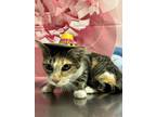 Adopt Bobbie a Orange or Red Domestic Shorthair / Domestic Shorthair / Mixed cat
