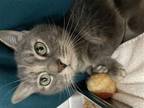 Adopt Blue a Domestic Shorthair / Mixed cat in Front Royal, VA (41385762)