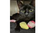 Adopt Eclipse a All Black Domestic Mediumhair / Mixed cat in Front Royal