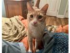 Adopt Loki a Orange or Red LaPerm / Mixed (medium coat) cat in Philadelphia
