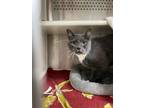 Adopt Bailey a Gray or Blue Domestic Shorthair / Domestic Shorthair / Mixed cat