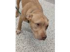Adopt Mario a Tan/Yellow/Fawn American Pit Bull Terrier / Mixed dog in Atlanta