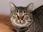 Adopt Thor a Gray or Blue Domestic Shorthair / Domestic Shorthair / Mixed cat in