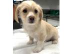 Adopt 161044 a Tan/Yellow/Fawn Poodle (Miniature) / Mixed dog in Bakersfield