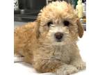 Adopt 161047 a Tan/Yellow/Fawn Poodle (Miniature) / Mixed dog in Bakersfield