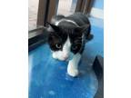 Adopt BB King a All Black Domestic Shorthair / Domestic Shorthair / Mixed cat in