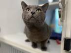 Adopt Ash a Gray or Blue Domestic Shorthair / Domestic Shorthair / Mixed cat in
