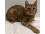 Adopt Pickles a Orange or Red Domestic Shorthair / Domestic Shorthair / Mixed