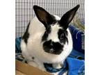 Adopt Hara a Black English Spot / Mixed (short coat) rabbit in Roseville