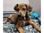 Adopt Thursday a Brown/Chocolate Mixed Breed (Large) / Mixed dog in Austin