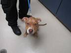 Adopt 5/21/24 a Tan/Yellow/Fawn American Pit Bull Terrier / Mixed dog in Wichita