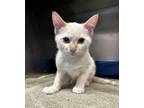 Adopt Cloud a Cream or Ivory Domestic Shorthair / Domestic Shorthair / Mixed cat