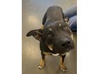 Adopt Rambo a Black Shepherd (Unknown Type) / Mixed dog in Fresno, CA (41463719)