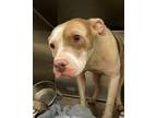 Adopt 55897213 a White American Pit Bull Terrier / Mixed dog in Baton Rouge
